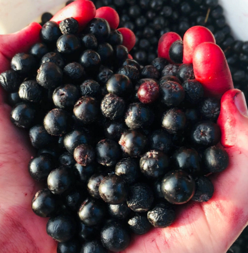 아로니아 효능 부작용 먹는법