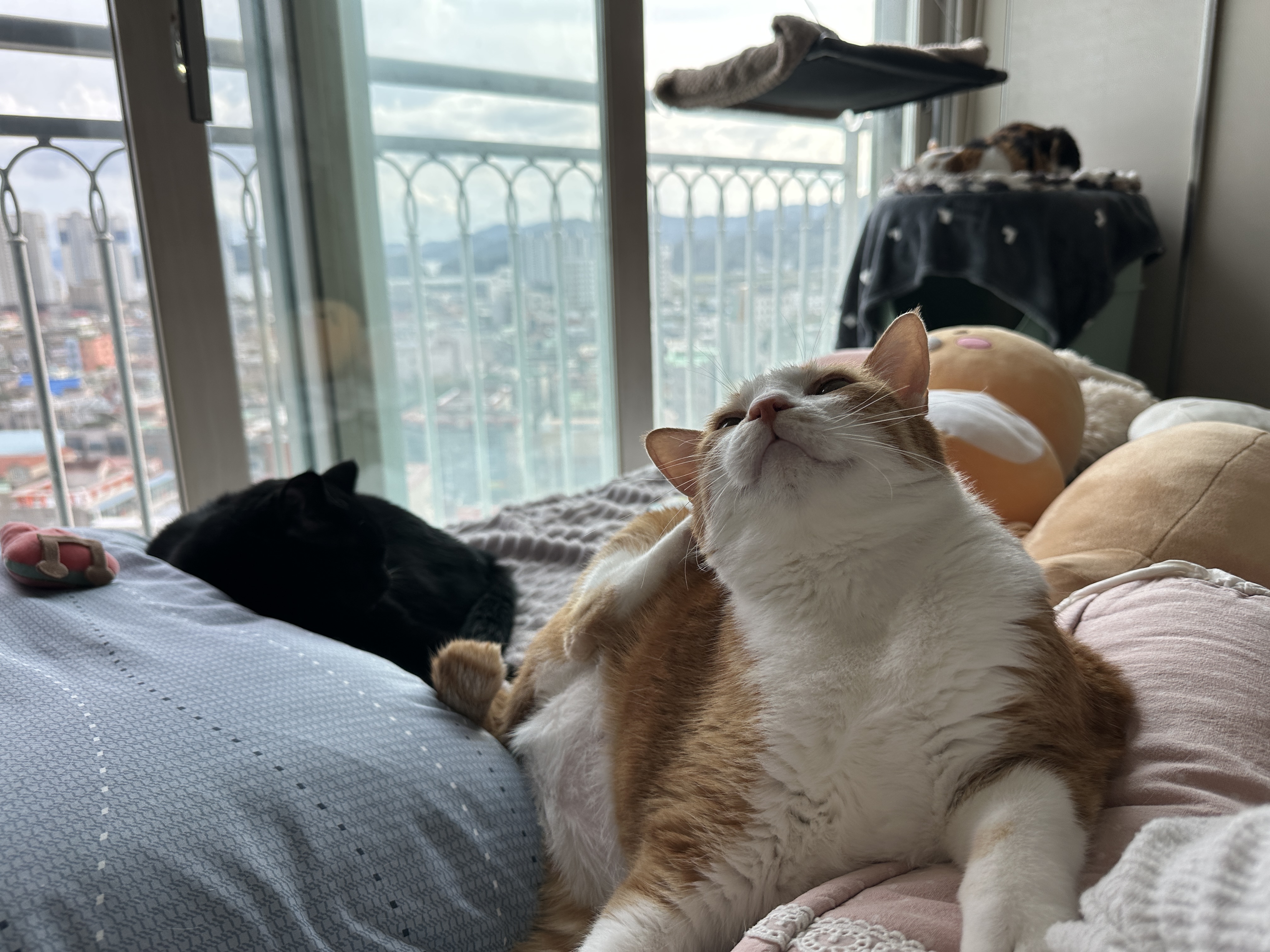 뒷발로_머리_긁는_호야