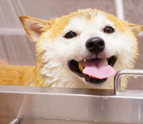 강아지 목욕 물 온도&amp;#44; 화상 위험 없는 황금 온도 측정법