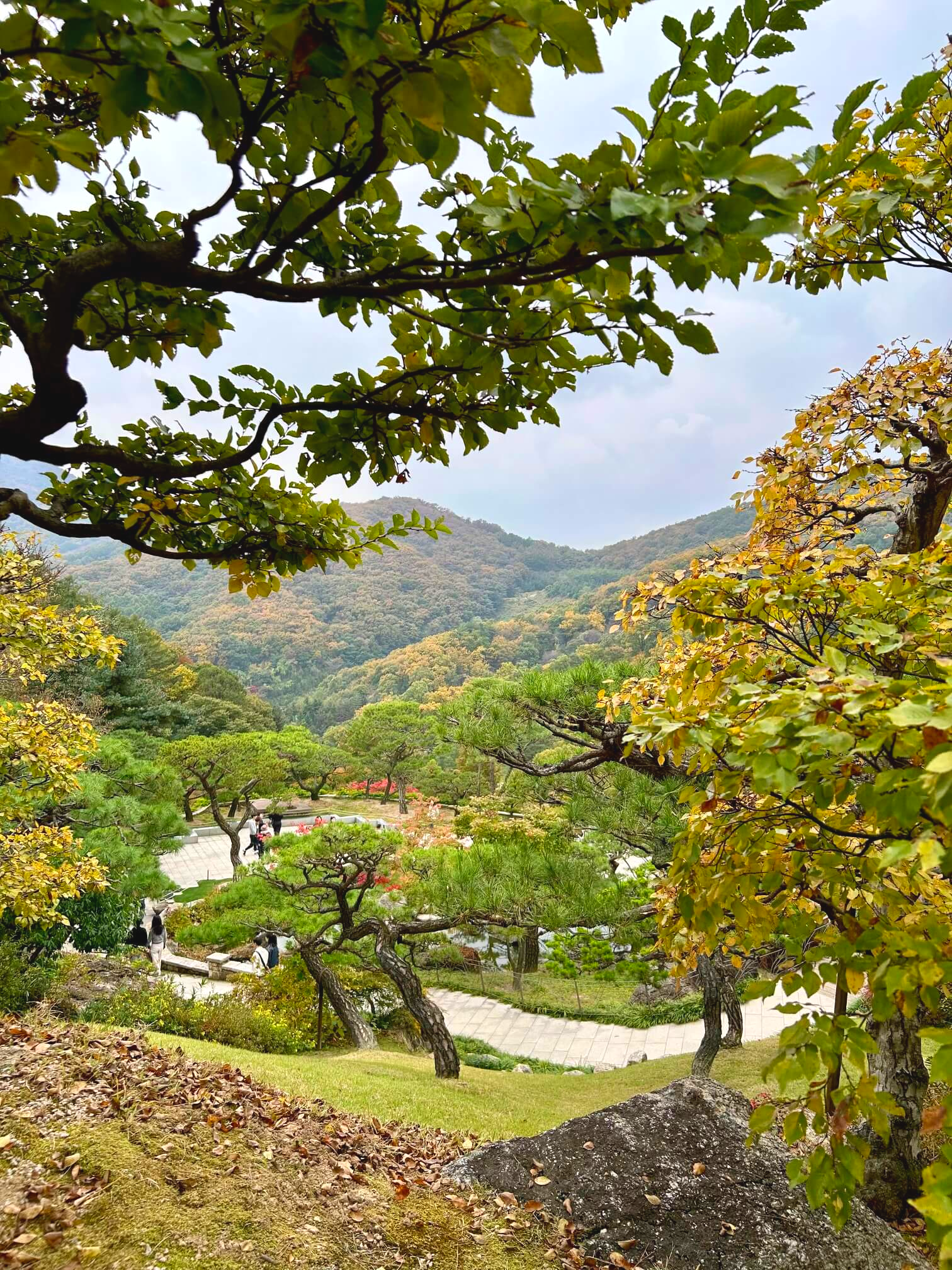 2024년 화담숲 10월 말 가을 단풍 소나무 정원3