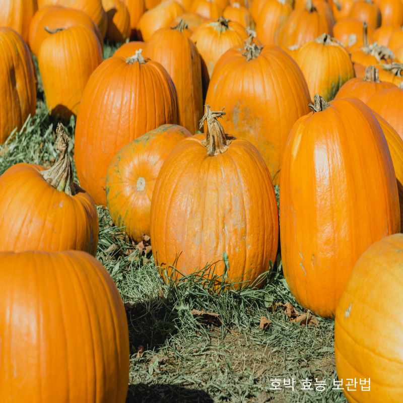 늙은 호박 보관법 통재로 보관