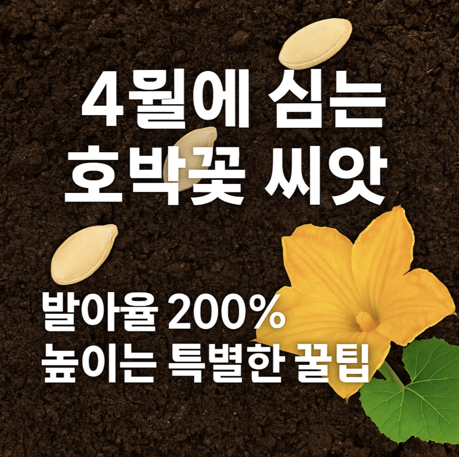 4월에 심는 호박꽃 씨앗, 발아율 200% 높이는 특별한 꿀팁
