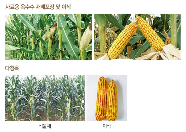 옥수수 재배 수분 수정 바람 피해 예방 거름 주기_6