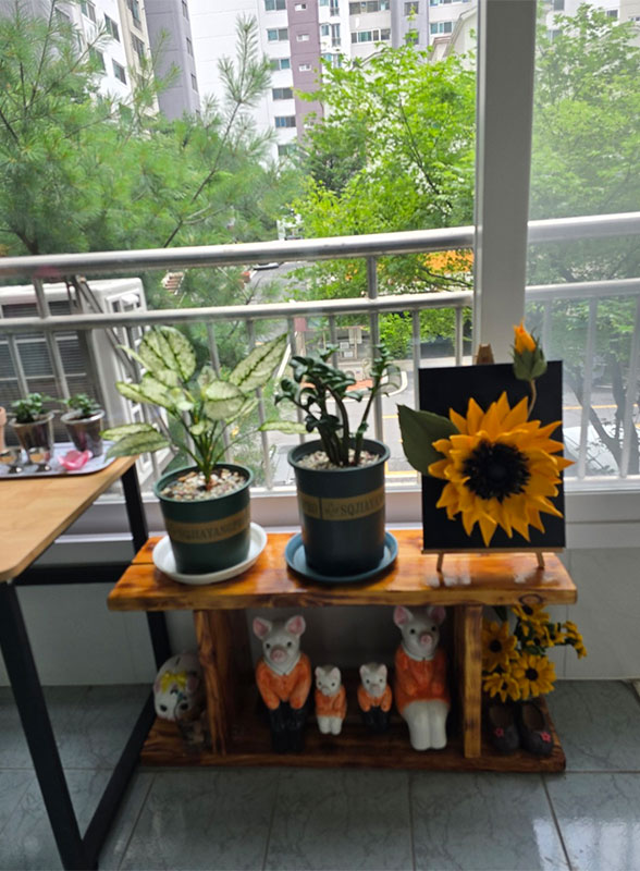 나에게 온 반려 식물 스노우 사파이어와 금전수