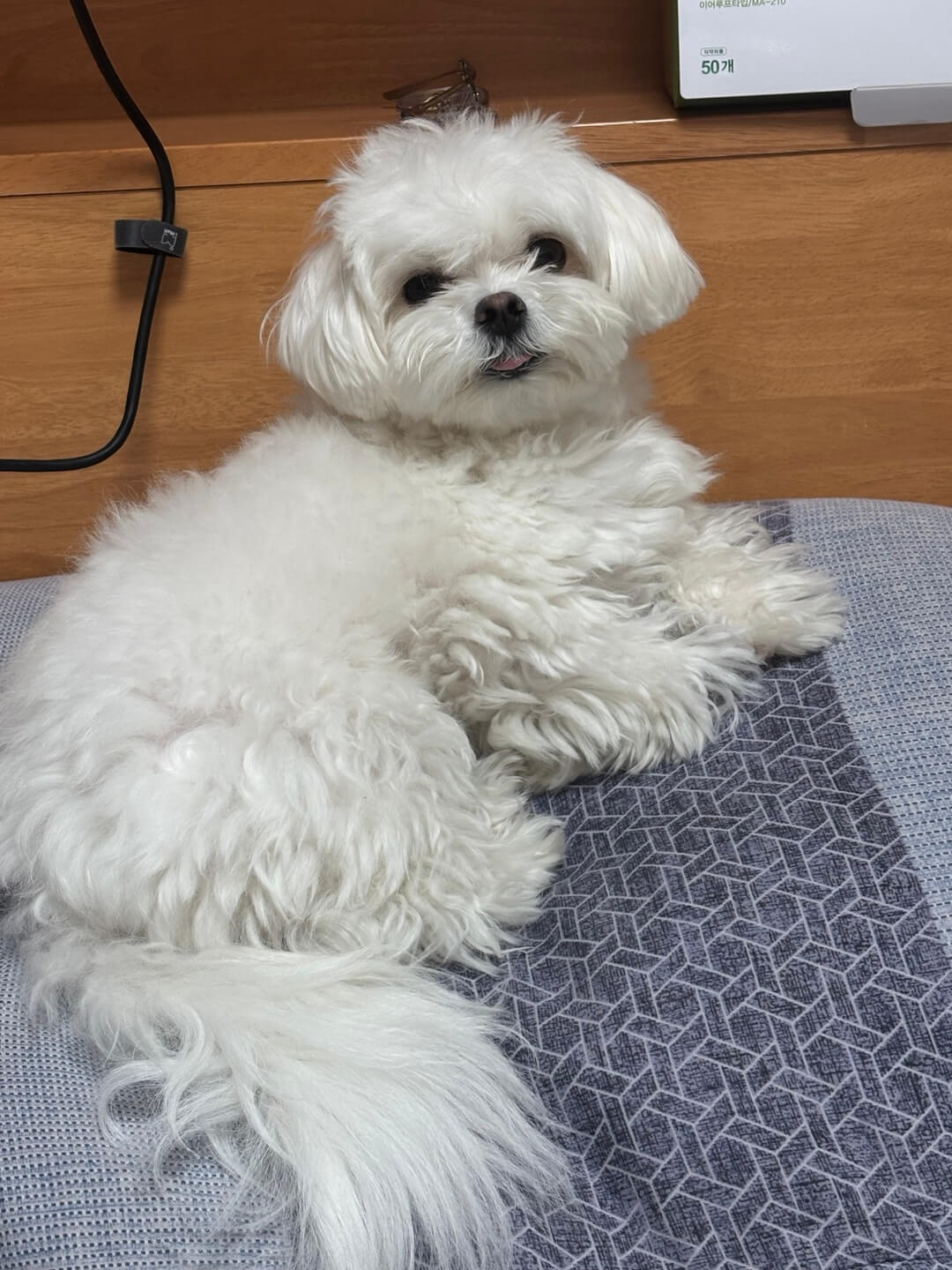 누나를 귀찮아 하는 송이의 모습