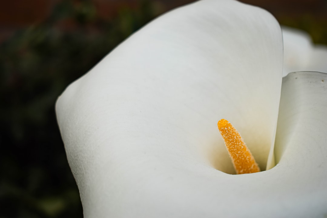 Anthurium