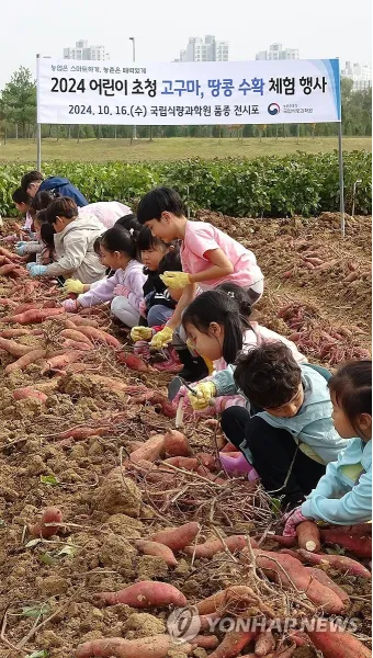 중부지방 고구마 수확시기 핵심 체크_30