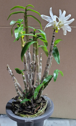 난초 수경재배 실험 장점 단점 관리 요령