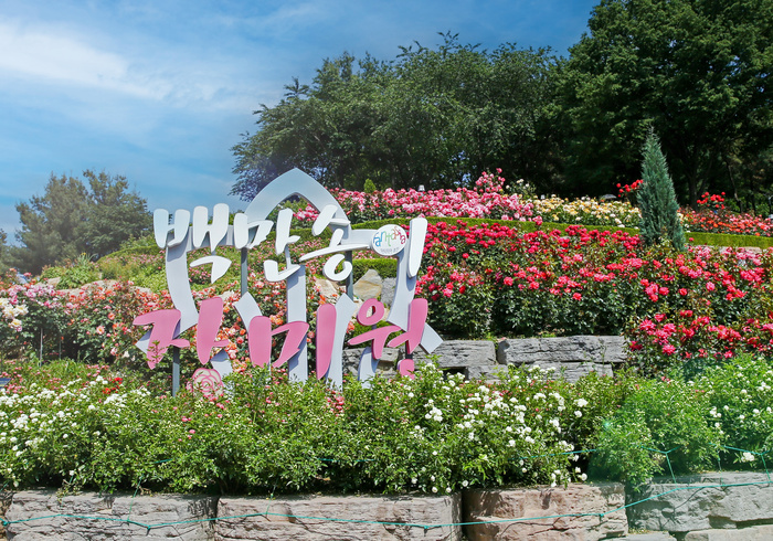 부천백만송이장미원 장미축제