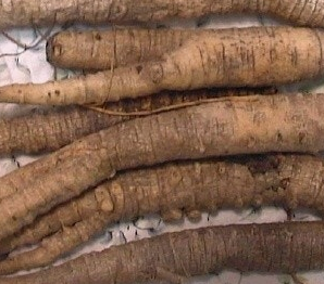 더덕 효능과 부작용 고르는법 칼로리 갱년기