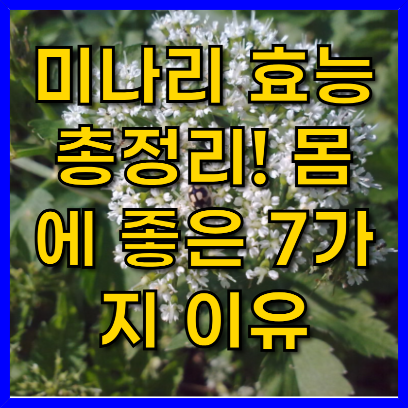 미나리 효능 총정리! 몸에 좋은 7가지 이유