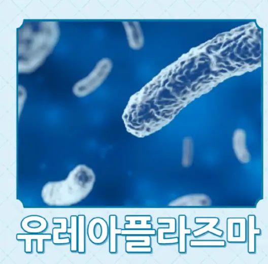 유레아플라즈마