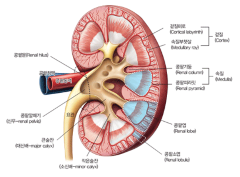 신장투석 비용과 장애등급