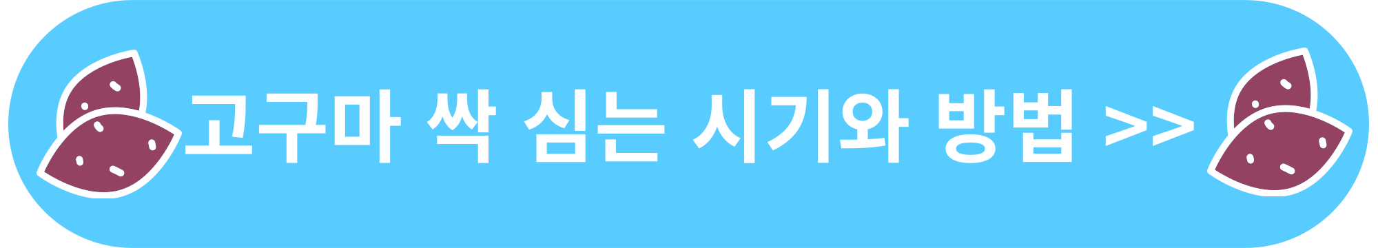 고구마 싹 심는 시기와 방법