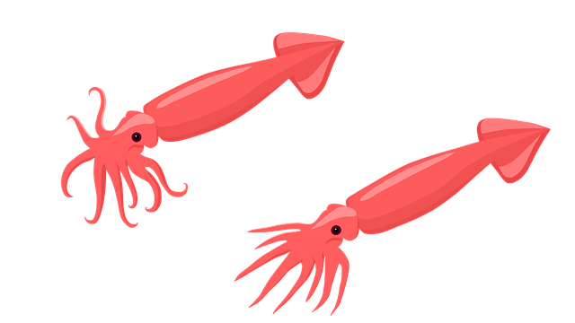 오징어-꿈-해몽