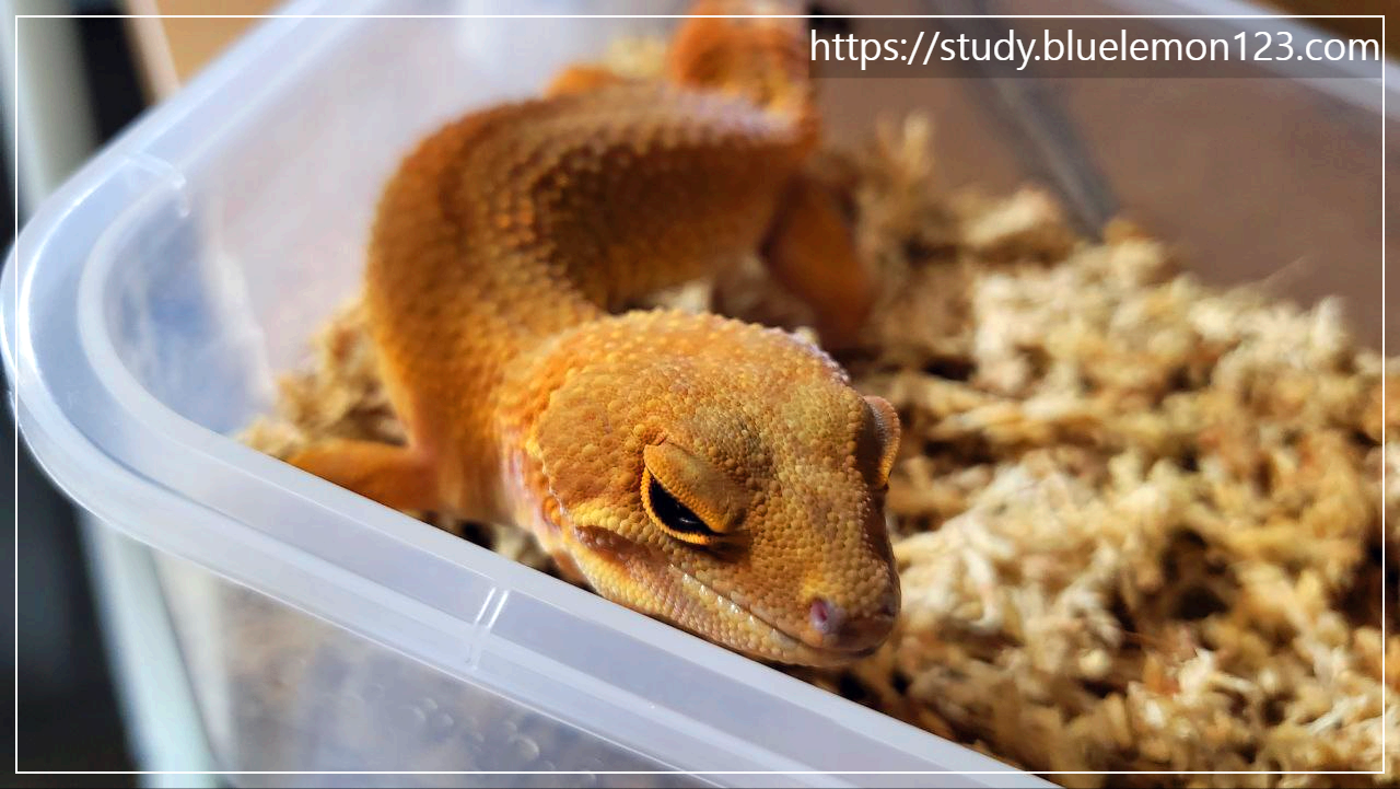 레오파드 게코의 귀여운 행동 모음