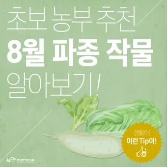 8월에 심는 작물 종류와 늦기 전 파종법 추천_3