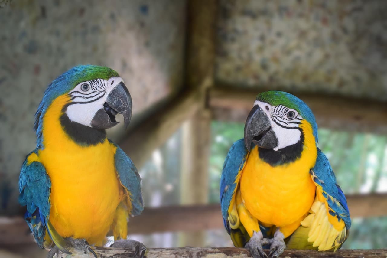 앵무새보다 똑똑한 마코 앵무: 언어능력과 관리법