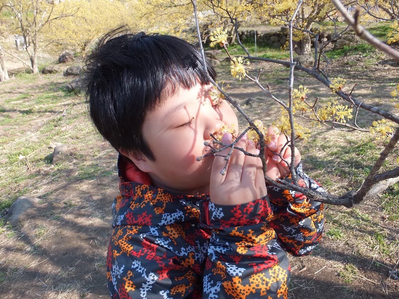 산수유 꽃 향기를 느끼는 똘망이