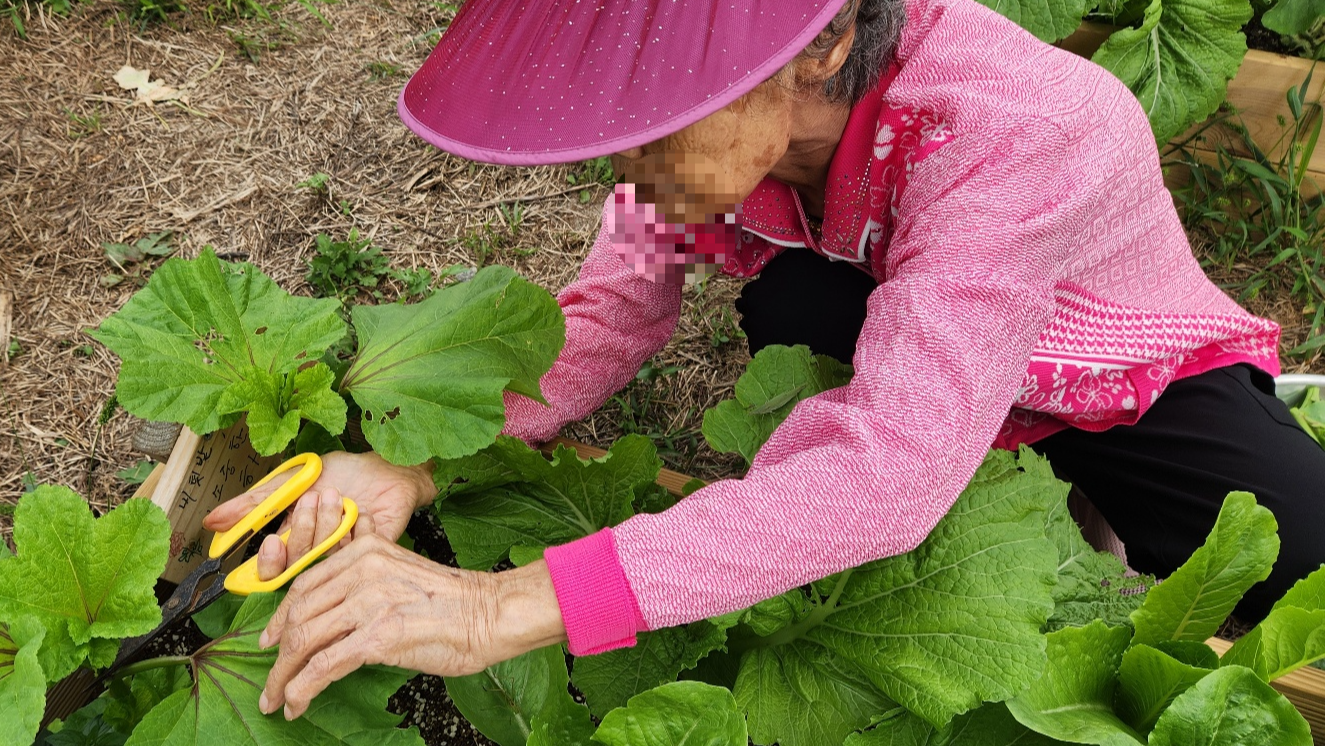아욱수확