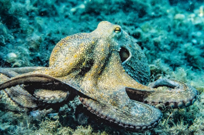 낙지 연포탕 만드는 법