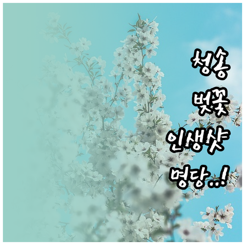 청송 벚꽃 여행 명소 베스트 2 및 ..