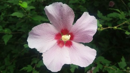 무궁화-개화시기-꽃말