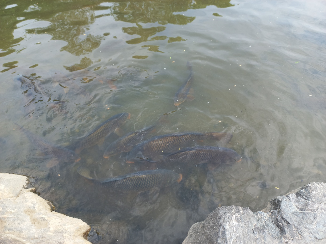 양재천의 잉어들