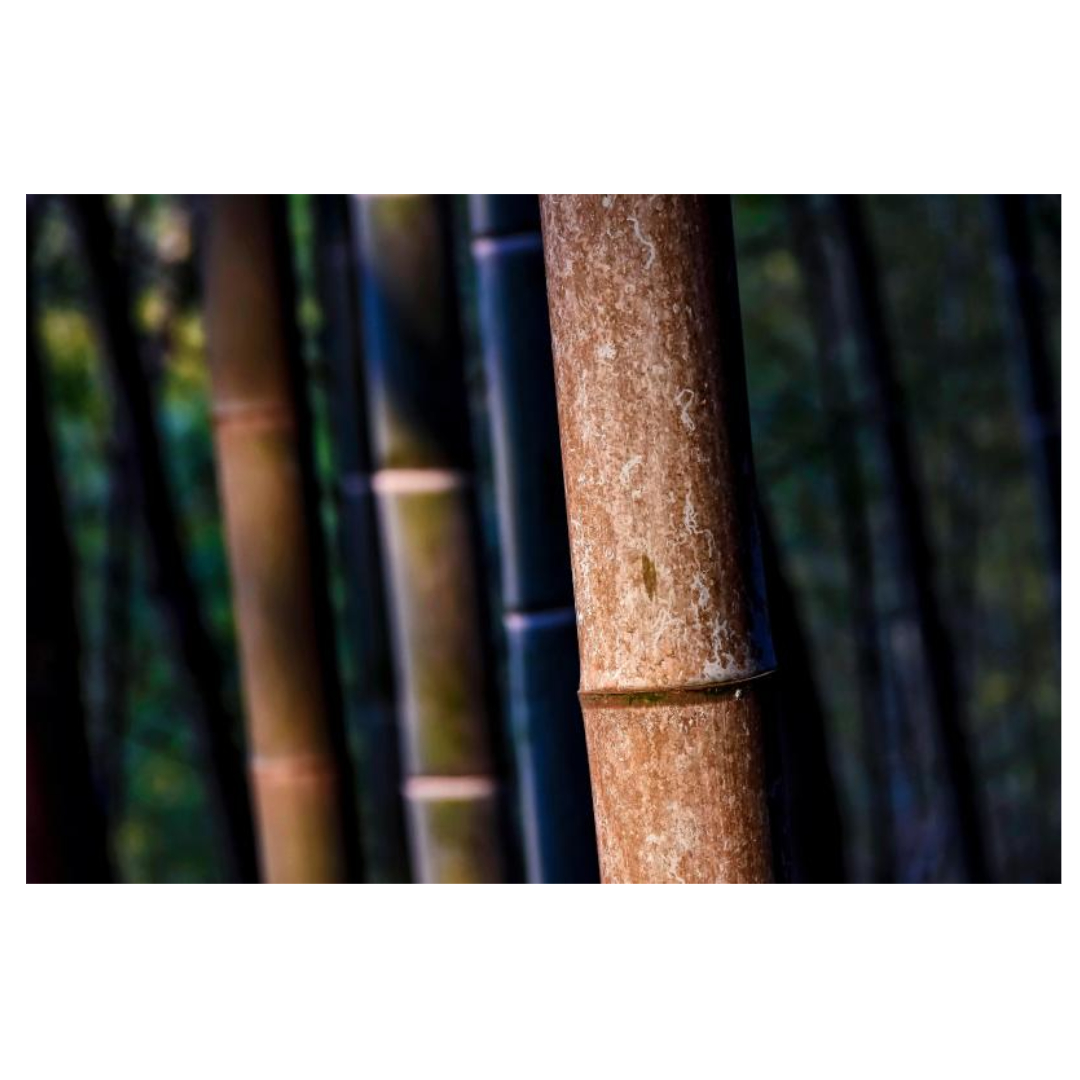 폴리코사놀 효능