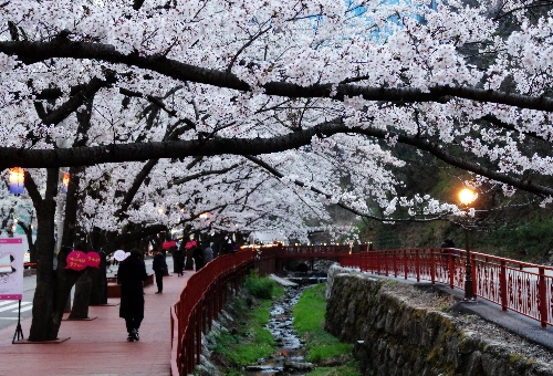 가평 벚꽃명소 에덴벚꽃길 벚꽃축제