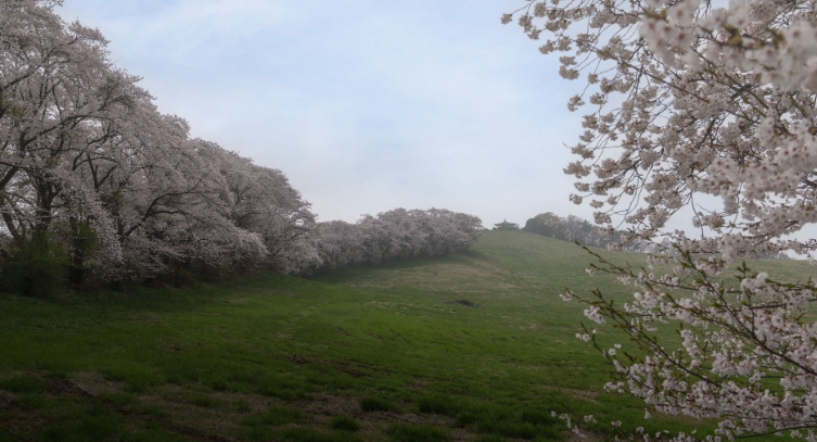 서산 해미천 벚꽃길과 한우목장 봄 풍경 산책