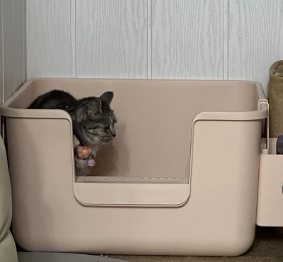 거실 화장실 안에 들어가 오랫동안 앉아서 소변을 보려 힘을 주거나 머무르는 고양이 모습