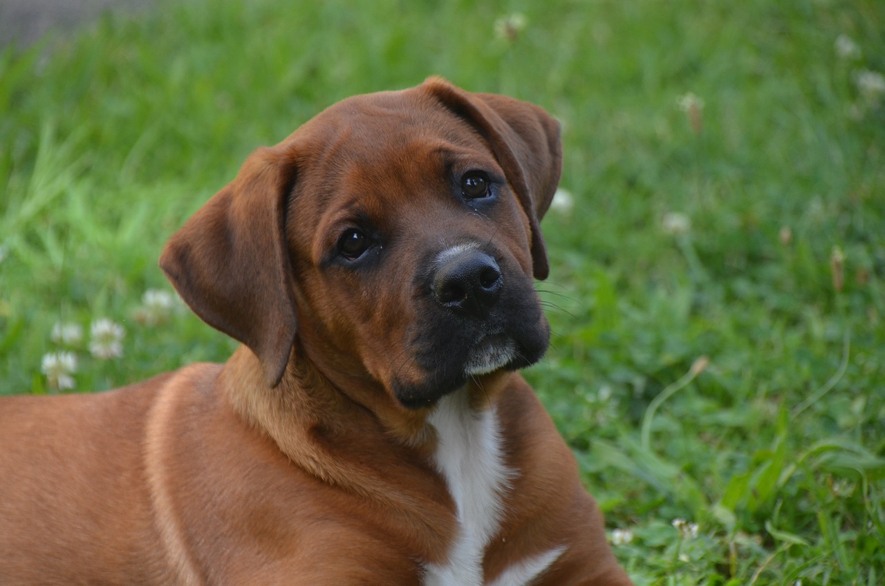 복서(Boxer)