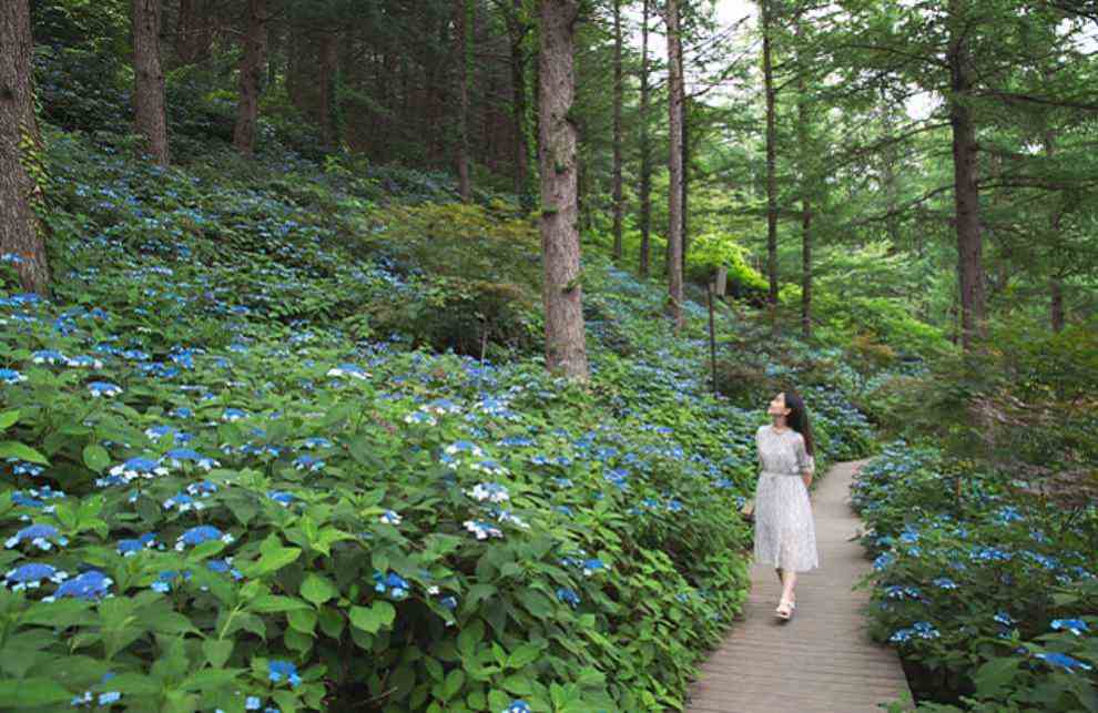 아침고요 수국전시회