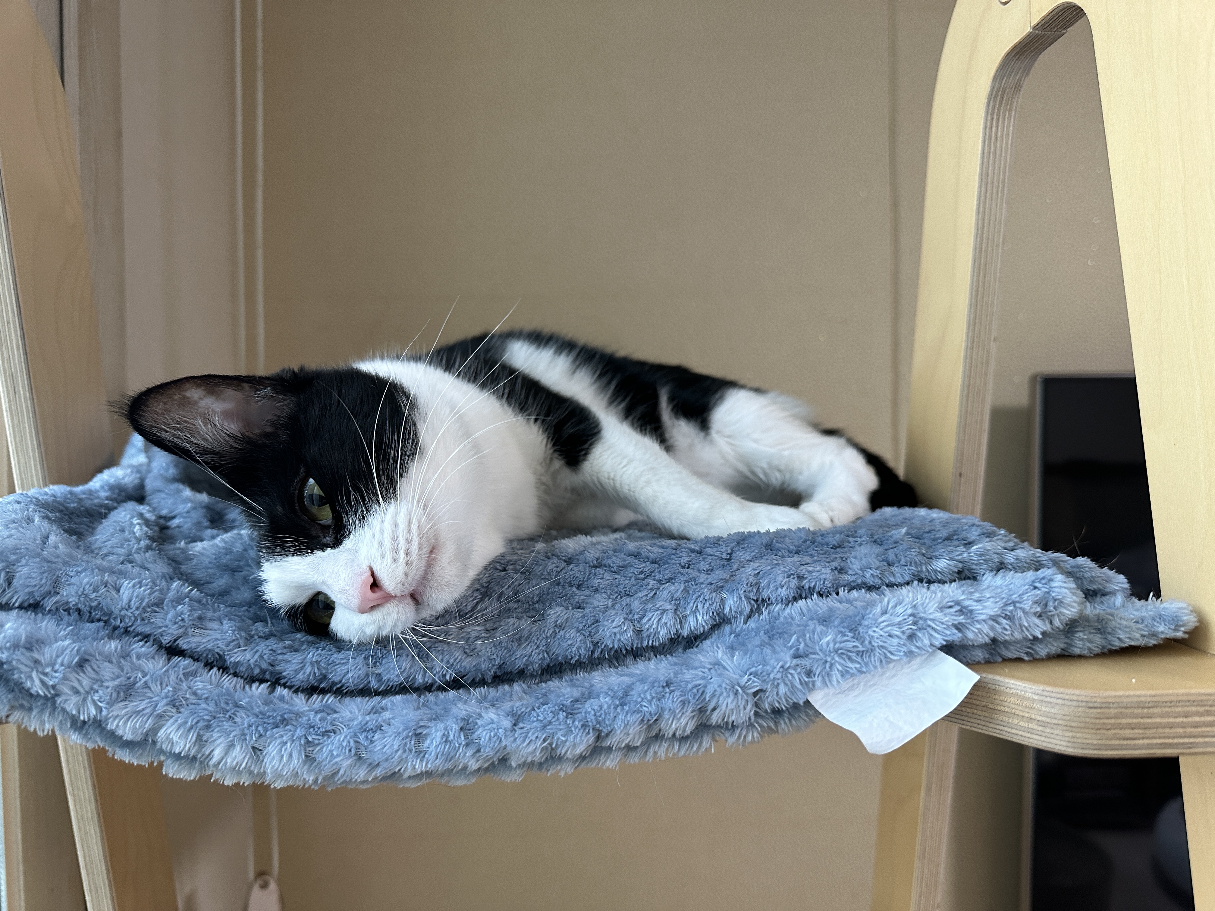 깔끔쟁이-두리도-캣타워-꼭대기-새-담요가-맘에-든다.-(feat.-루디)