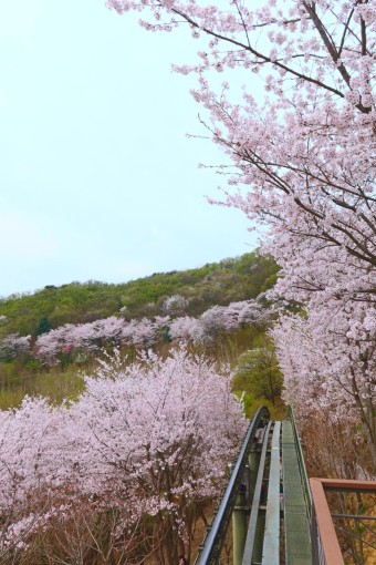 화담숲예약하기