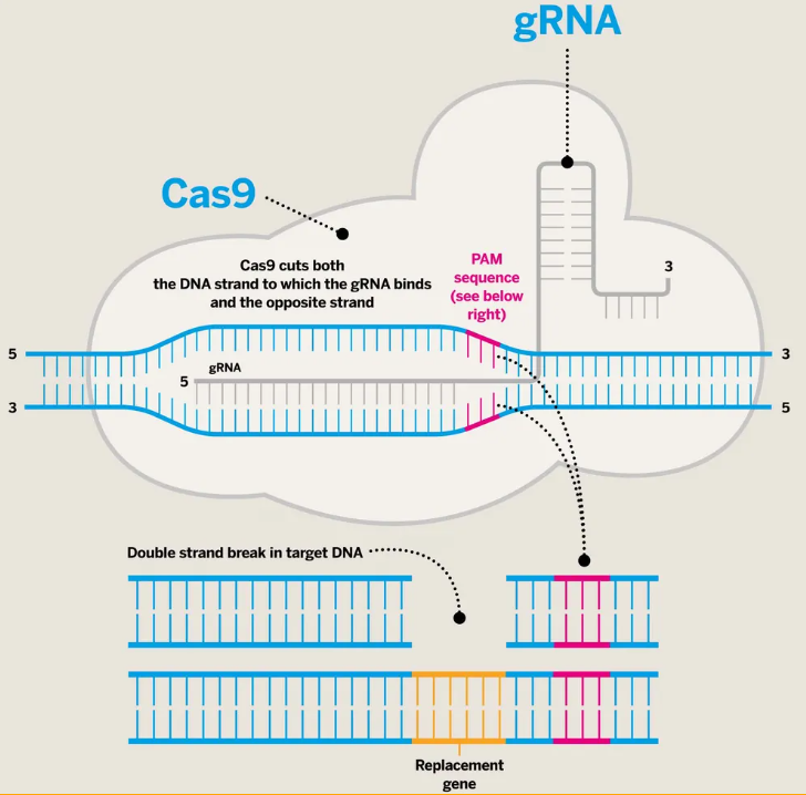 유전자 가위 CRISPR
