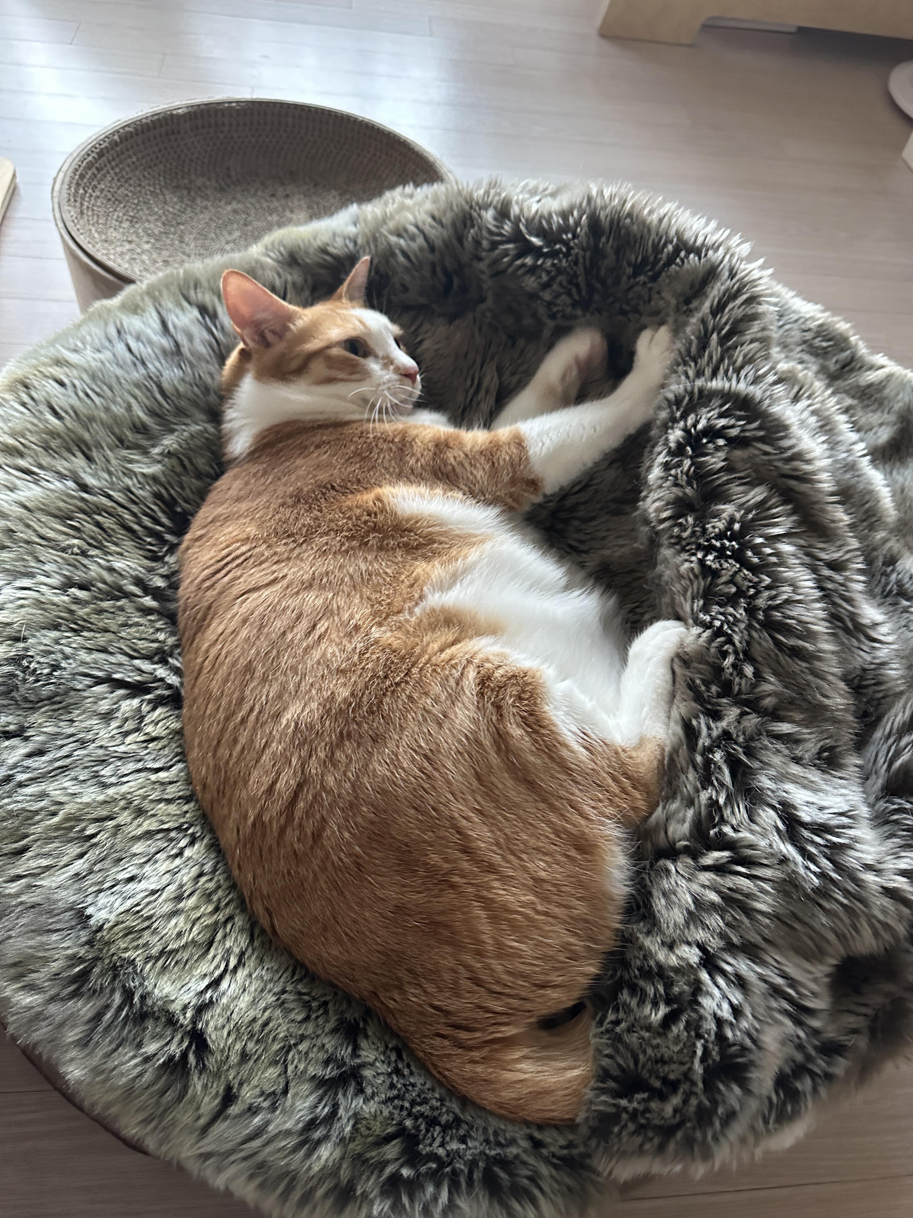 방석에_누워_있는_치즈냥이_호야