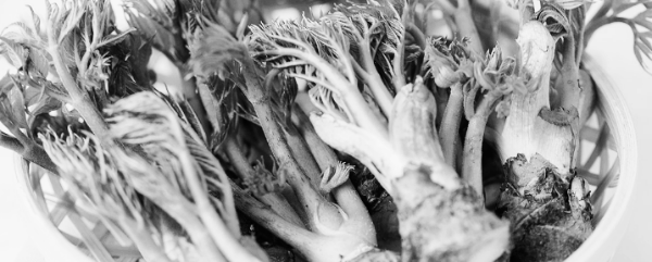 쌈채소 종류 10: 두릅