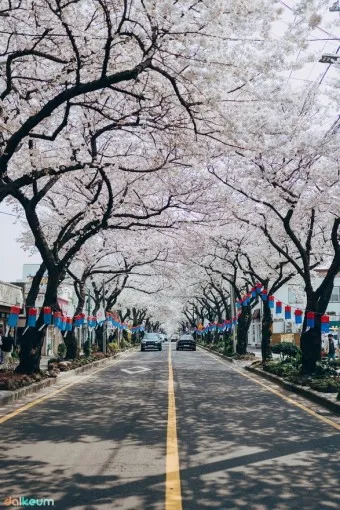 제주 벚꽃 명소 추천 아무도 모르는 명소_2