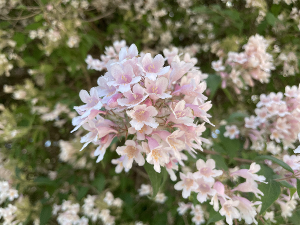 Labyrinth of the Jardin des Plantes