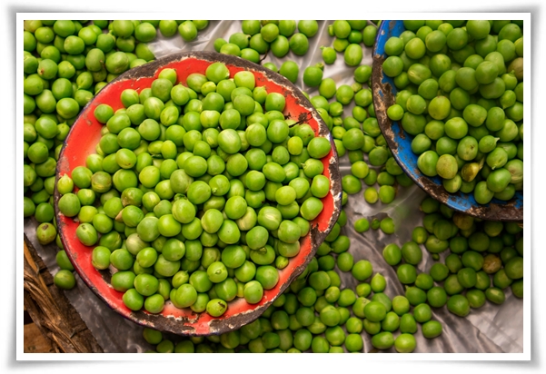 &quot;10월 하순, 완두콩 심어보세요!&quot; 겨울을 이겨낸 완두콩 건강한 영양소 듬뿍!