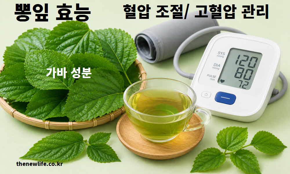 뽕잎 효능 혈압 조절 고혈압 관리
