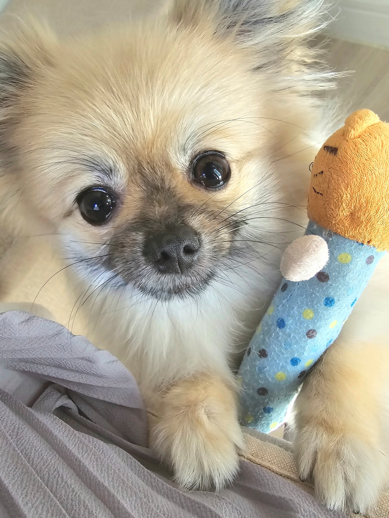 애착 인형을 들고 있는 강아지