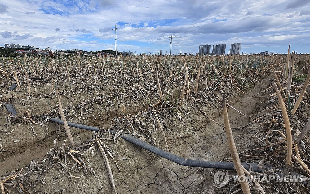 사진 출처 : 연합뉴스 갈라진 농경지