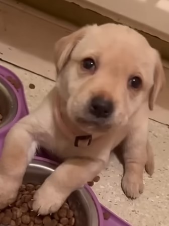 귀여운 댕댕이들의 졸음 영상 소개