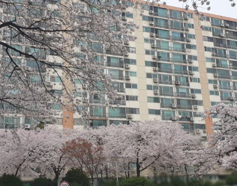 벚꽃 명소