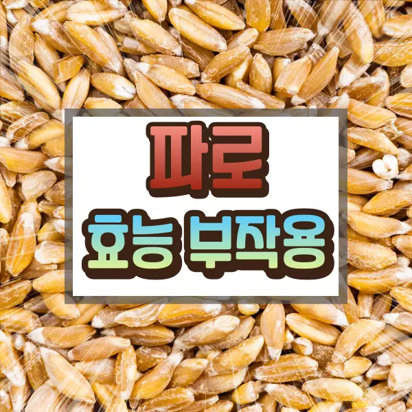 파로 효능 부작용