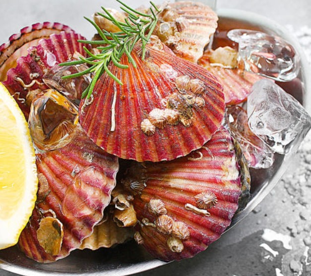 6시내고향 통영 비단가리비 썸네일