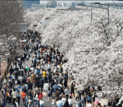 여의도 벚꽃축제 2024 실시간 개화현황 주차장 교통통제 일정보기